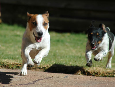 Jack Russells running