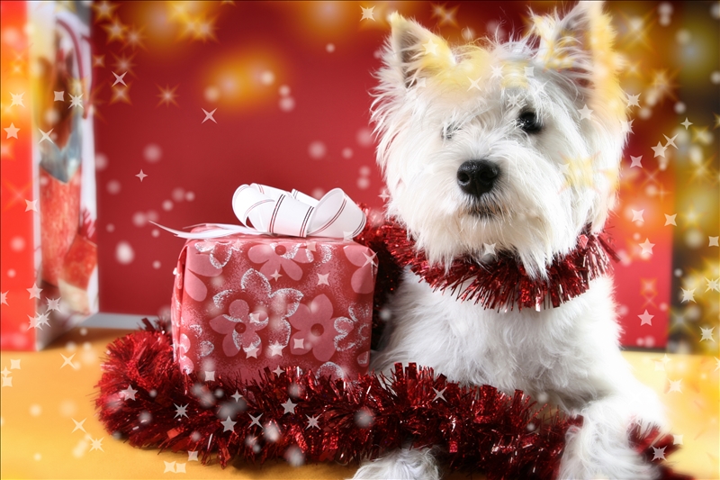 Santa Claus 550727