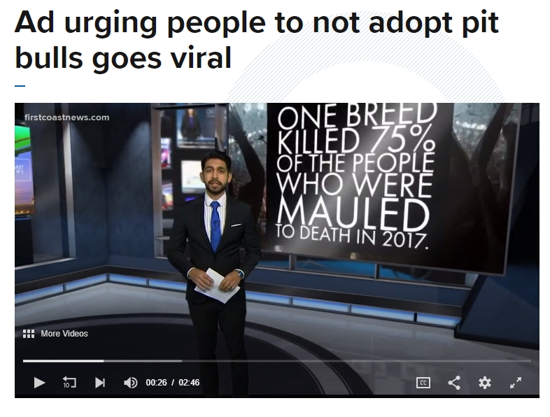 Photo of TV news segment about "Do Not Adopt a Pit Bull" video by Attorney Kenneth M. Phillips