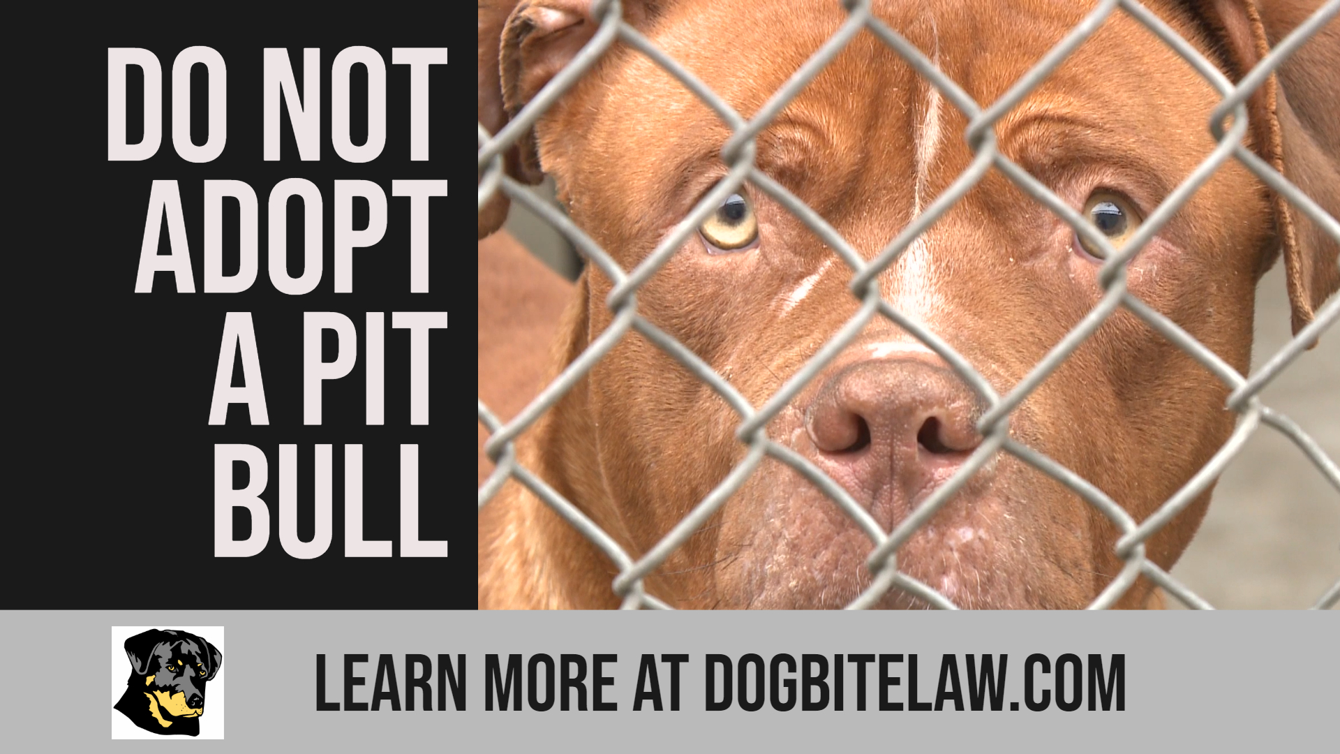 Do Not Adopt a Pit Bull 01 - DogBiteLaw.com Do Not Adopt a Pit Bull 01 - DogBiteLaw.com